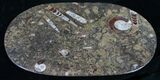 Orthoceras & Goniatite Fossil Serving Tray #10616-3